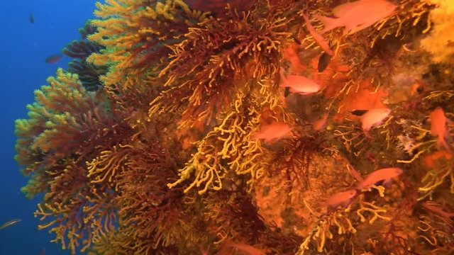 Deep water reefs Violescent sea-whip gorgones, Spain