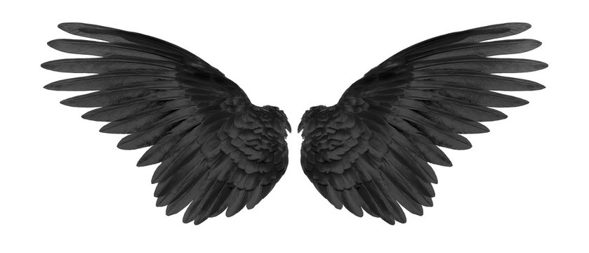 black wings on white background