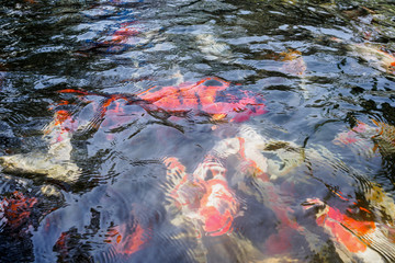 beautiful koi fish in pond