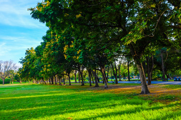 Green grass field in public park with tree