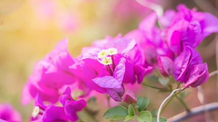 Beautiful bougainvillea flowers