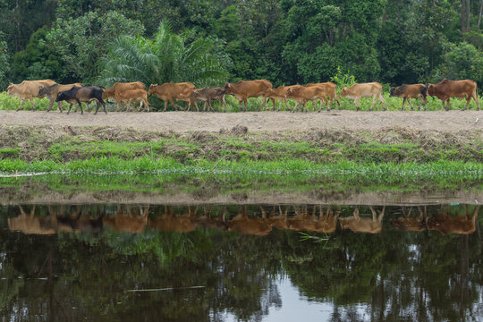 Cows grazing for green grass reflected in river. A typical Malaysian rural scene.