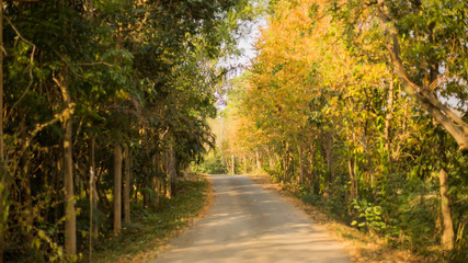 Sun in autumn forest