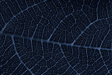 Close-up of transparent figue leaf, monochrome tinted texture