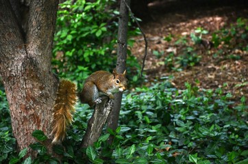 squirrel in the grass 