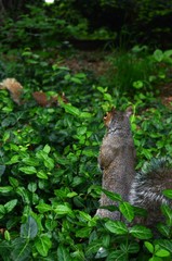 squirrel in the grass 
