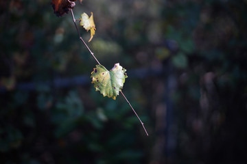 Flower Shaped Hanging Leaf