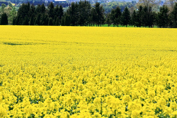 Obraz premium 滝川市の菜の花まつり