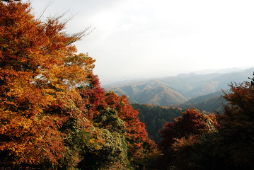 Fototapeta premium 高尾山の紅葉