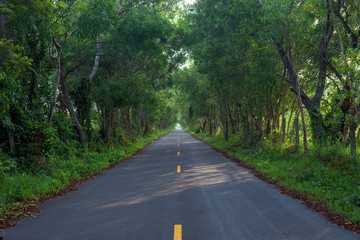 Empty asphalt countryside road through tunnel of trees with sunlight