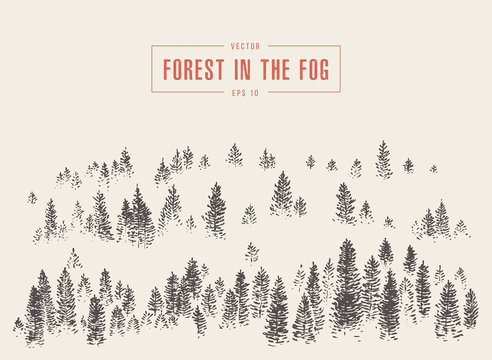 Misty fog pine forest mountain vector drawn sketch
