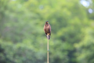Simeulue serpent eagle (Spilornis cheela abbotti) in Simeulue Island, western Sumatra, Indonesia