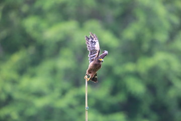 Simeulue serpent eagle (Spilornis cheela abbotti) in Simeulue Island, western Sumatra, Indonesia