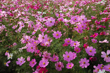 昭和記念公園のコスモス