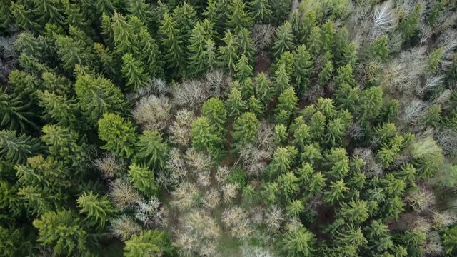 Top view of the mixed forest. Aerial drone shot of the beautiful landscape. Flight over the green trees.