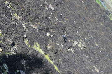 Jackdaw