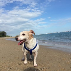 happy jack russell enjoying sunny at the beach