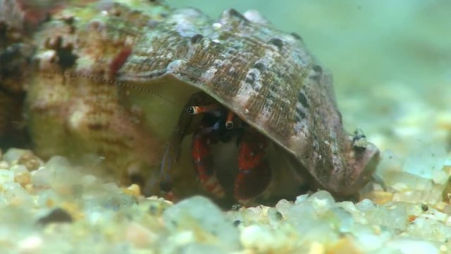 Costa Brava, diving the Mediterranean sea, Hermit crab, Spain