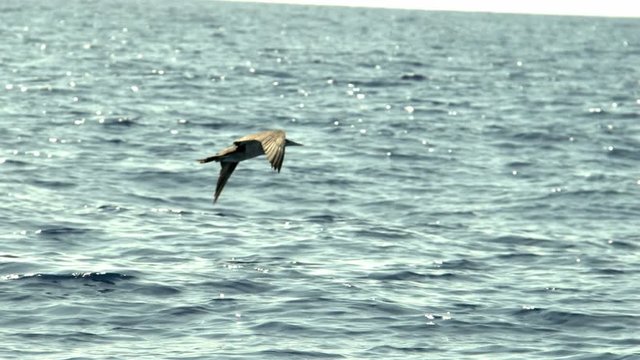 Bird flying over the ocean in slow motion