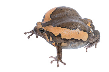 Bullfrog (Kaloula pulchra, Microhylinae) isolated on white background.