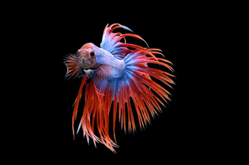 Fighting fish.