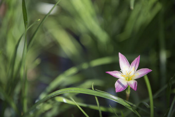 Single pink flower on green grass background, Concept of nature.