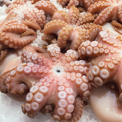 Fresh seafood at the market  - fresh big octopus