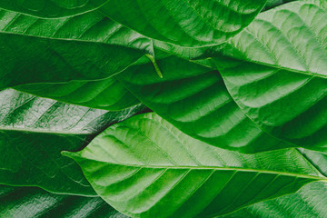 Fototapeta premium Close-up green leaf forest pattern