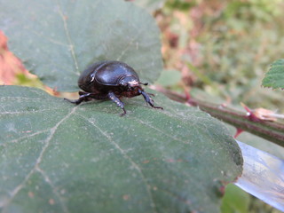 Trypocopris vernalis