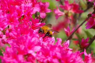 bumblebee and azalea