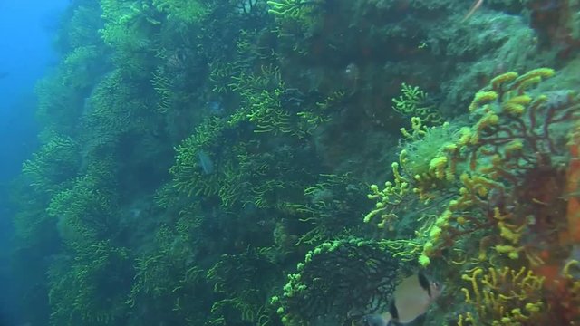 Deep water reefs Violescent sea-whip gorgones, Spain