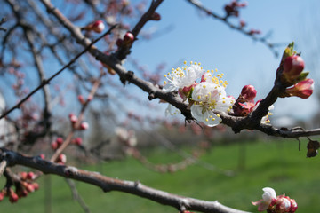 Flowering of apricot