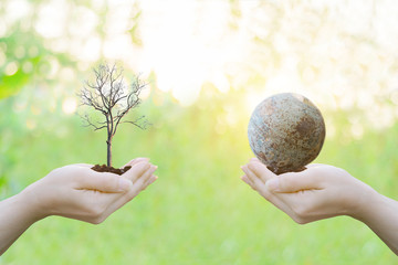 Ecology concept Human hands holding big plant with on blurred sunset background,World Environment Day
