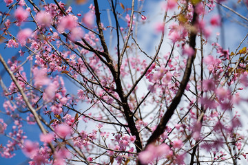 Wild Himalayan Cherry