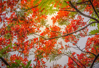 Red flower and green leaves on sunlight.