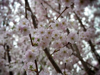 Bunch of cherry blossom blooming in spring