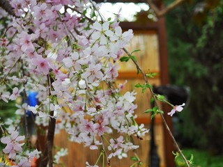 Cherry blossom bloom in spring