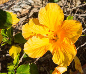 Yellow hibiscus in full bloom. It is a genus of flowering plants in the mallow family, Malvaceae