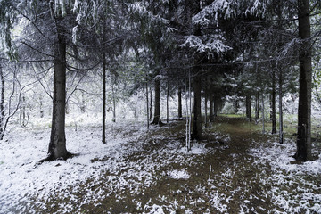 Green leaves of the trees and grass covered with snow