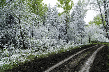 Green leaves of the trees and grass covered with snow