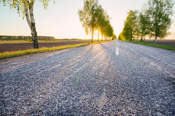 Landscape with road and trees