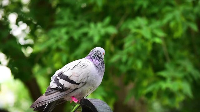 Curious pigeon in a city park