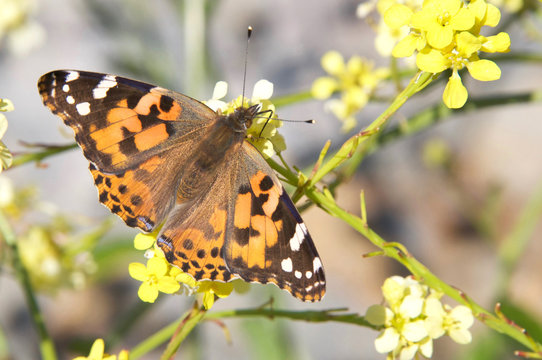 The Cynthia group of colourful butterflies, commonly called painted ladies, comprises a subgenus of the genus Vanessa in the family Nymphalidae. Drinking nectar from mustard plant flowers.