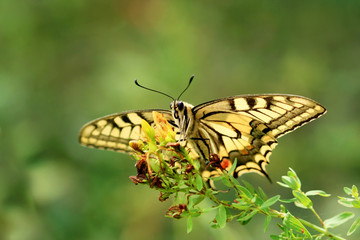 Papilio machaon