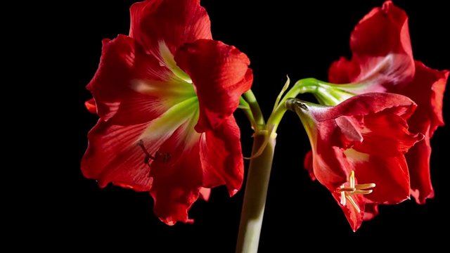beautiful red Amarilis flower opening , time lapse video

