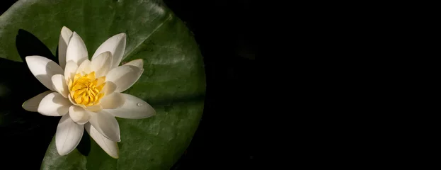 Foto auf Acrylglas Wasserlilien Seerose von oben auf schwarzem Hintergrund