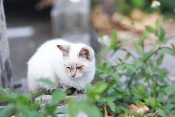 猫　沖縄