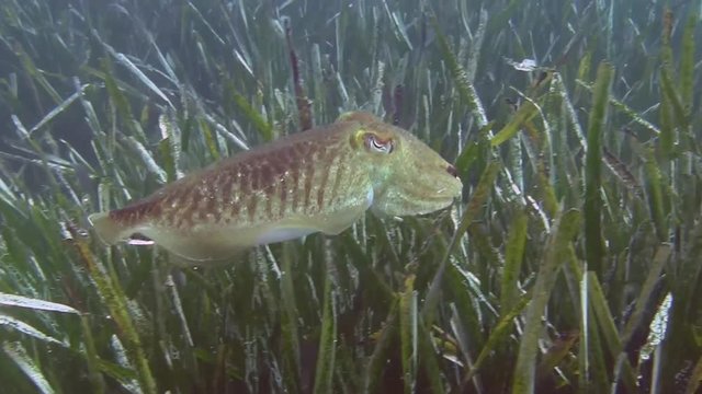 Costa Brava, diving the Mediterranean sea, Cuttlefish, Spain