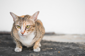cat thai nature, lovely pet