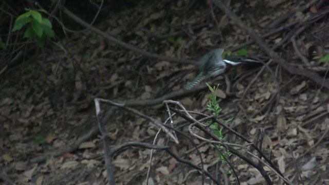 Amazon kingfisher on tree in water,  slowmotion
